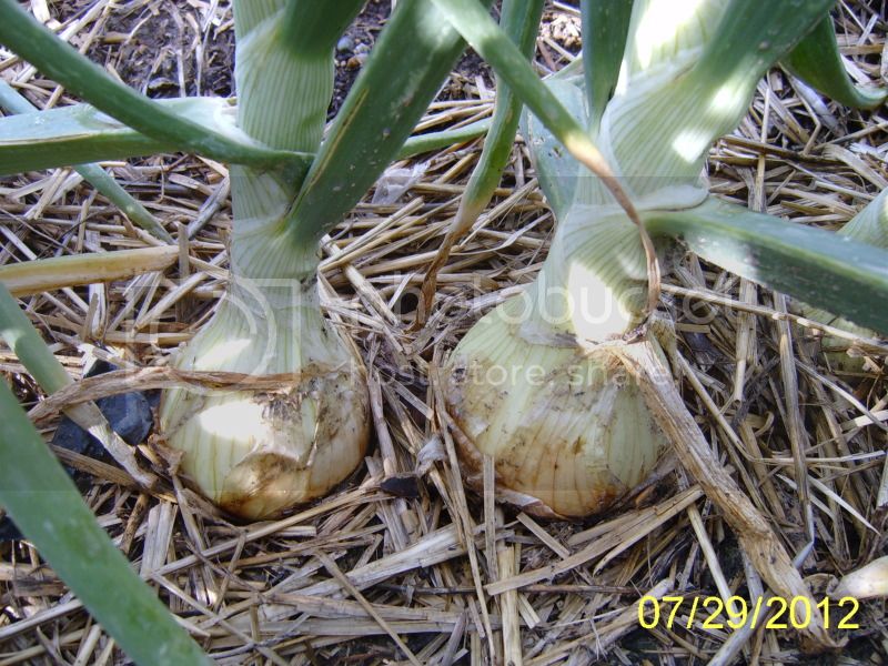 Onions7-29-12.jpg