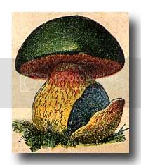 mushrooms-6.jpg