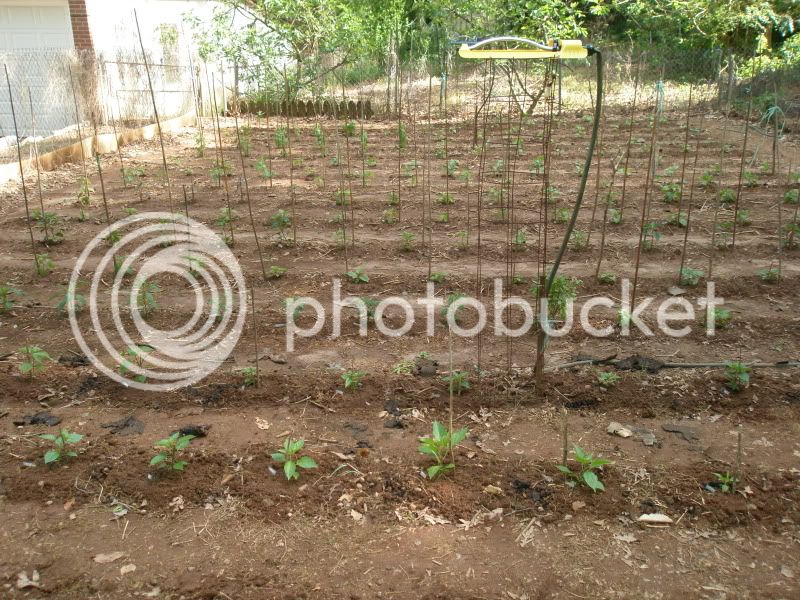 4-16-11garden.jpg