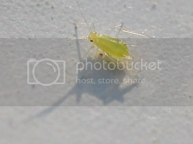 aphid1.jpg