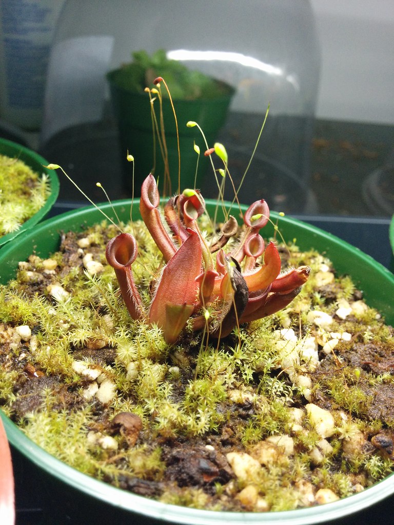 How revive sphagnum moss/CARNIVOROUS PLANTS 