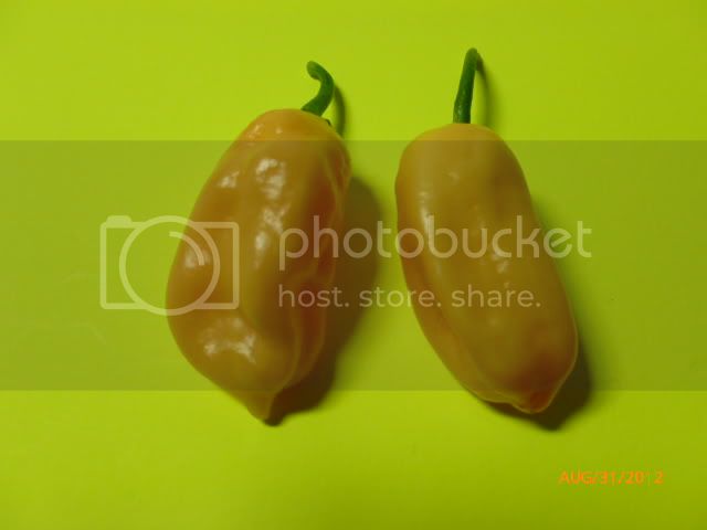 KolareF-1-VladanSmiciklas-RainbowChiliSeedsP1010183.jpg