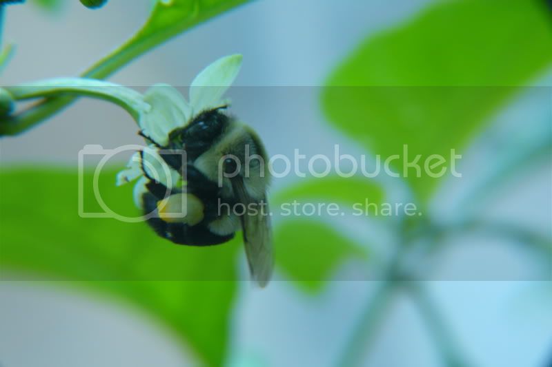 BumblebeeonTScorpionflower-VladanSmiciklas-rainbowchiliseedsP1040933.jpg