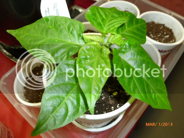 Milihabanero-VladanSmiciklas-RainbowChiliSeedsP1010669.jpg