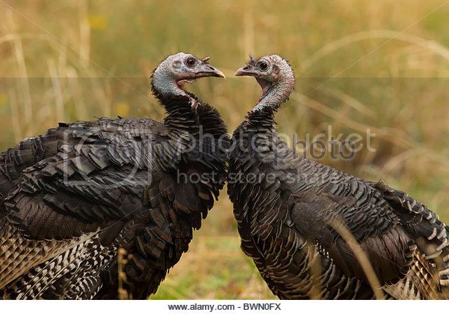 two-wild-turkeys-meleagris-gallopavo-face-off-in-the-zion-canyon-in-bwn0fx_zpsg72yjpvr.jpg