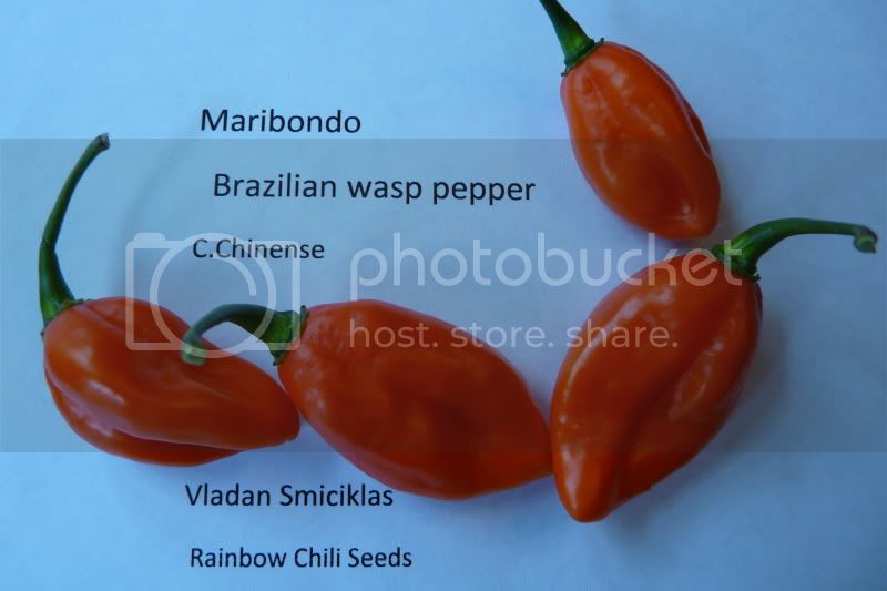 Maribondo-Brazilianwasppepper-VladanSmiciklas-rainbowchiliseedsP1050046.jpg