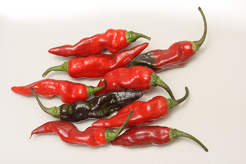 bhut_x_pdn.jpg