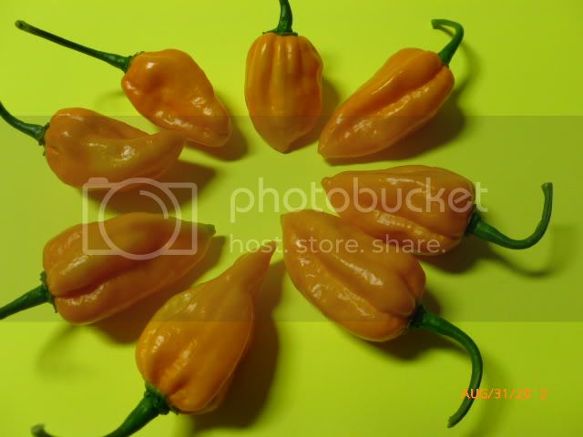 Zalac-StingerF-2-VladanSmiciklas-RainbowChiliSeedsP1010174.jpg