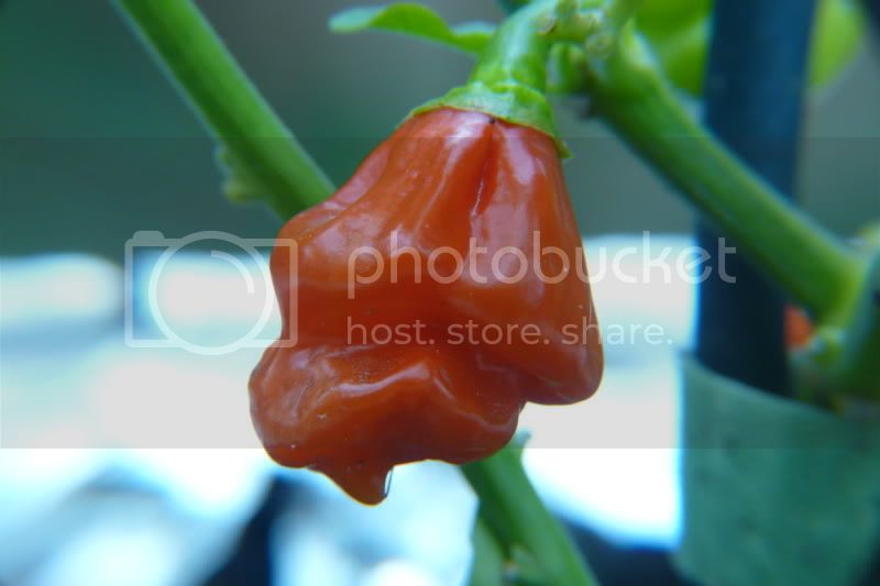 Atarodo-VladanSmiciklas-rainbowchiliseedsP1040515.jpg