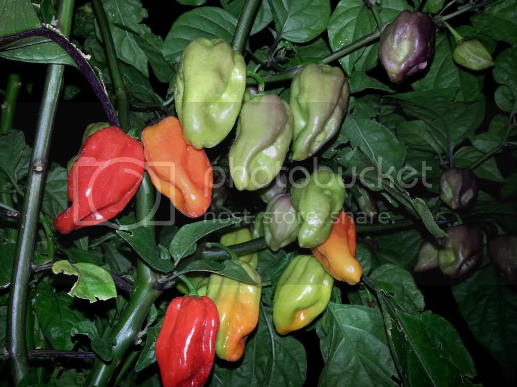 Harvest4014.jpg