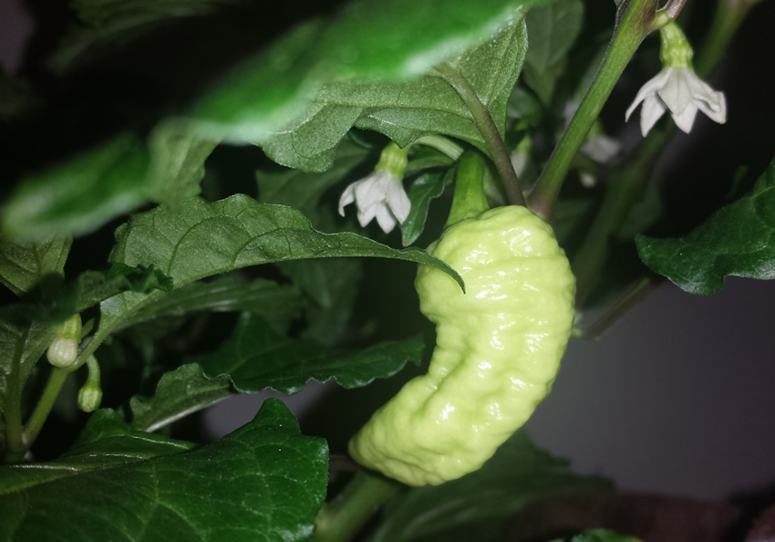 20190124%20PeachBhut850.jpg