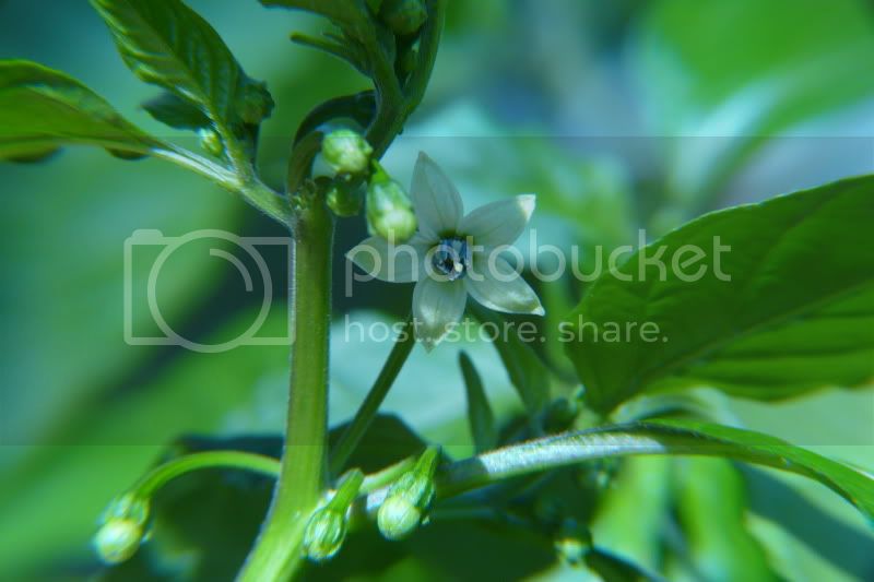 CalusaIndianmound-VladanSmiciklas-rainbowchiliseedsP1040367.jpg