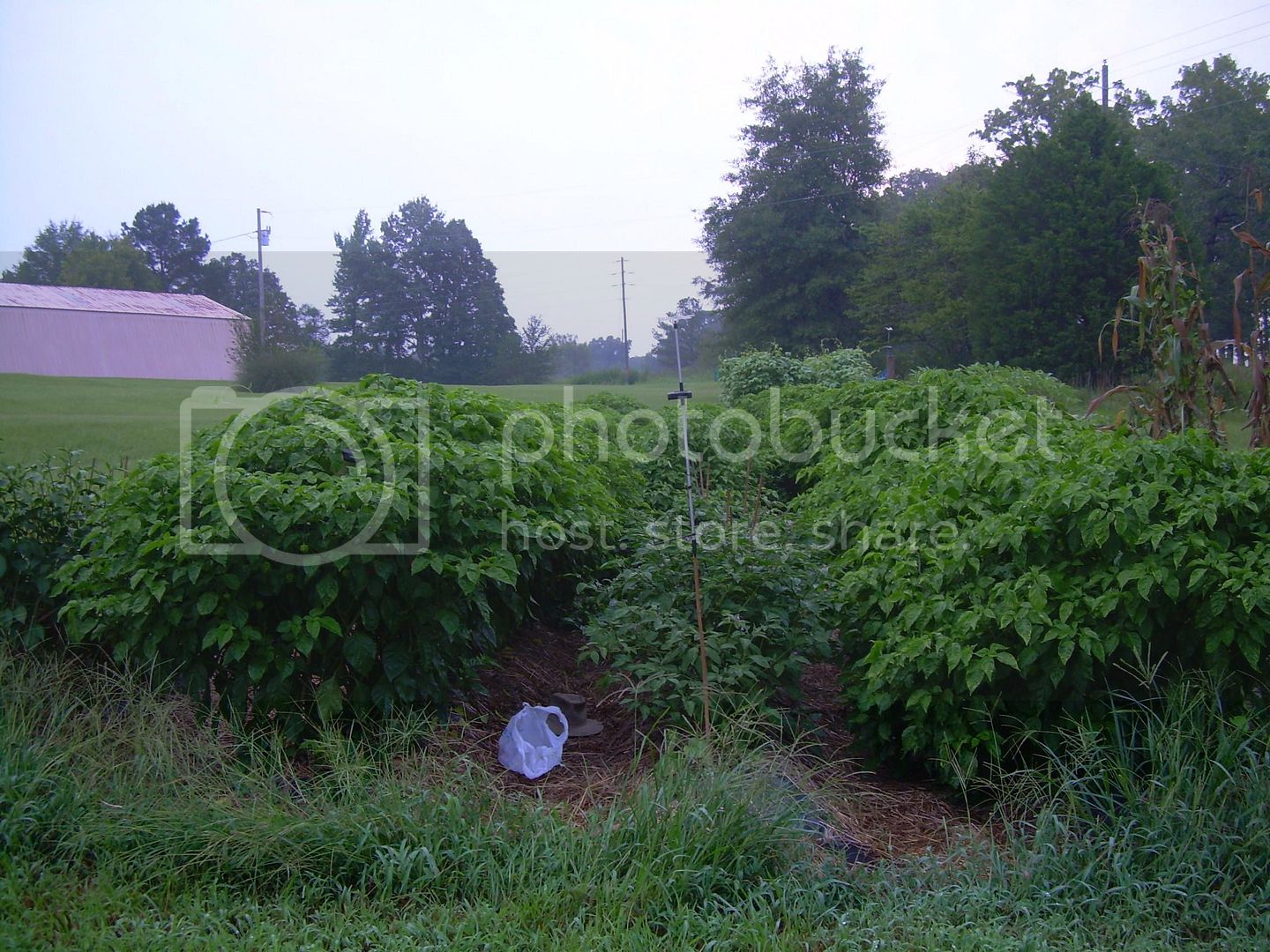 Chilies8-9-12.jpg