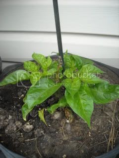 peppers006.jpg