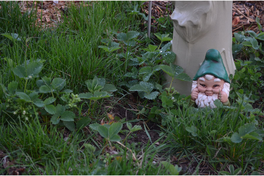 gnome.jpg