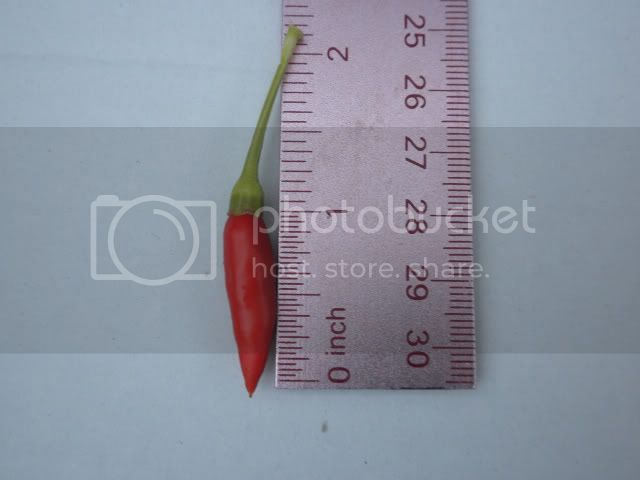 DSCN0784.jpg