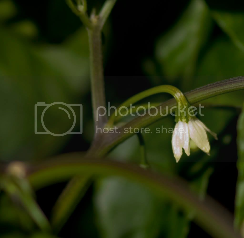 bhutjolokia.jpg