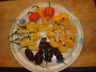 PlateofPeppers2.jpg