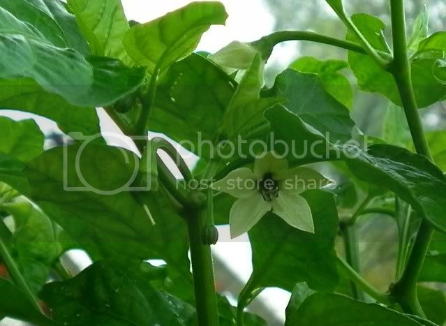 FlowerandPod.jpg