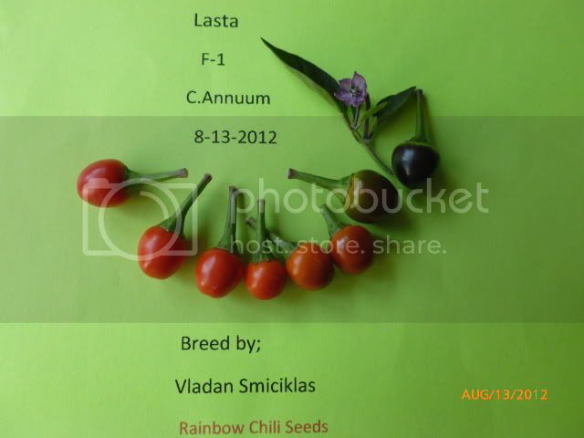 LastaF-1-VladanSmiciklas-RainbowChiliSeedsP1000866.jpg