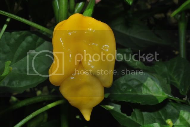 BhutJolokiaPeachGiantYellow2012.jpg