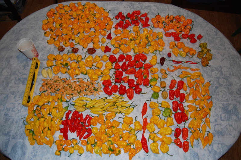 harvest.jpg