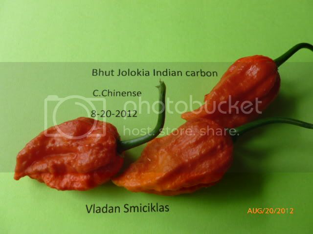 BhutJolokiaIndiancarbon-VladanSmiciklas-RainbowChiliSeedsP1010006.jpg