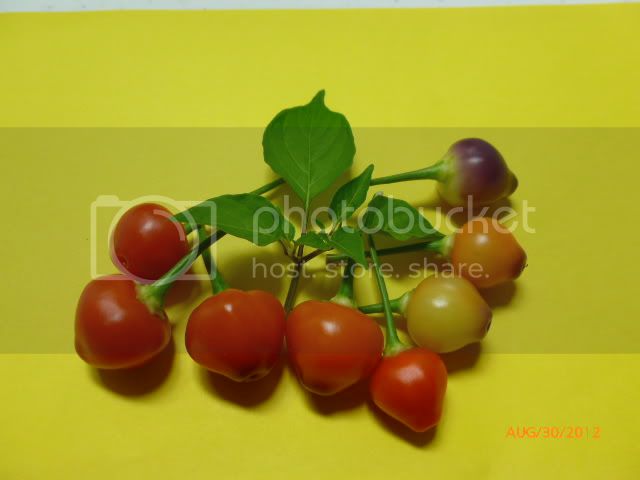 TucanoF-1-VladanSmiciklas-RainbowChiliSeedsP1010162.jpg