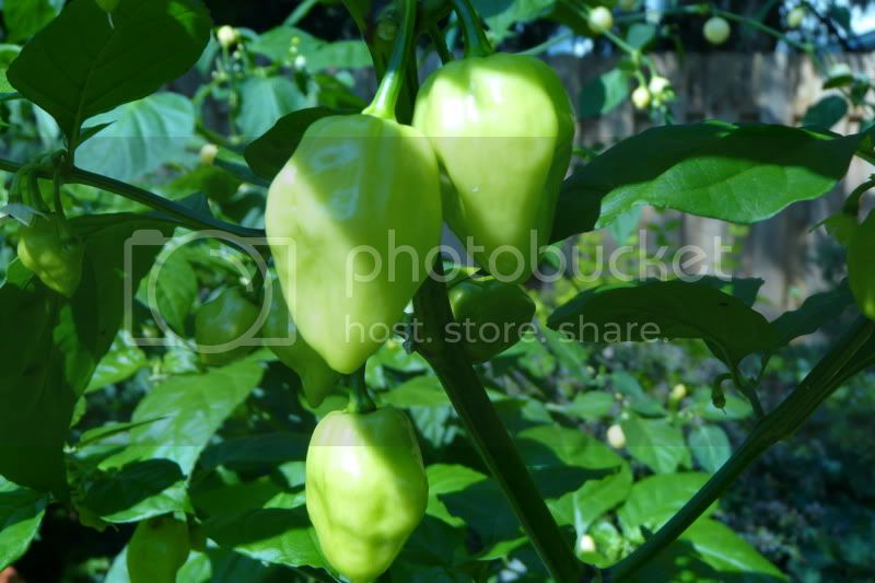 Tabagoseasoningpepper-VladanSmiciklas-rainbowchiliseedsP1040883.jpg