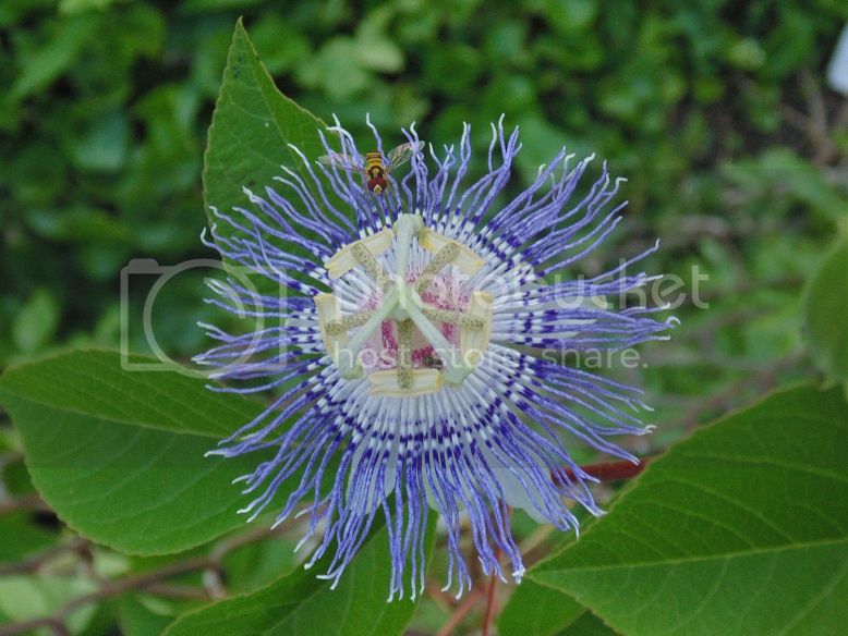 PassionFlower_zps3bbf3d83.jpg