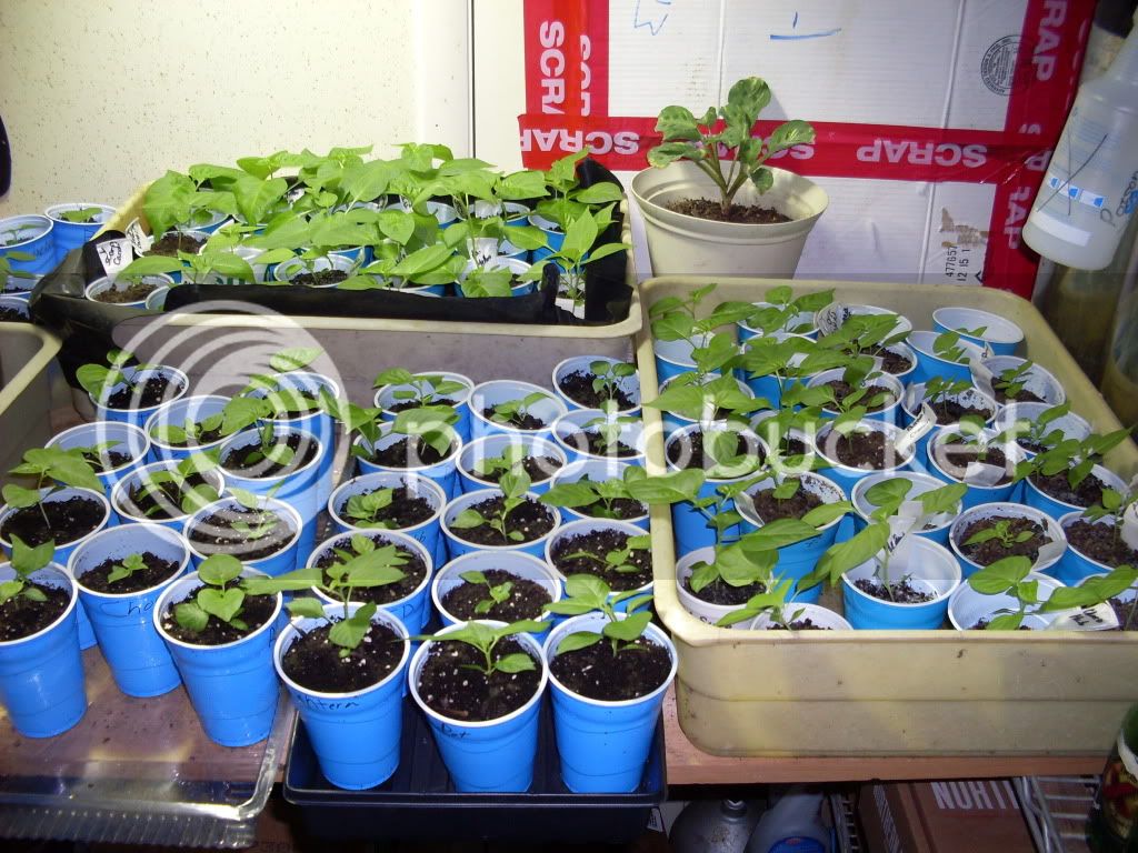 Transplantedpeppers033.jpg