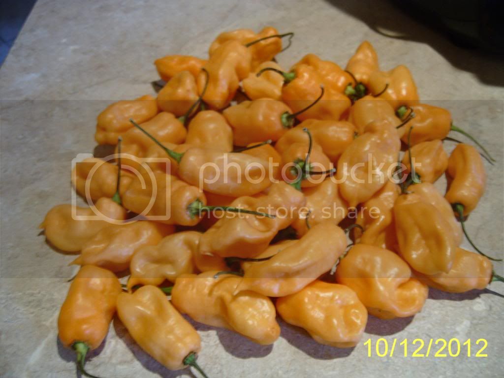 PeachHabaneros_zps74310c2d.jpg