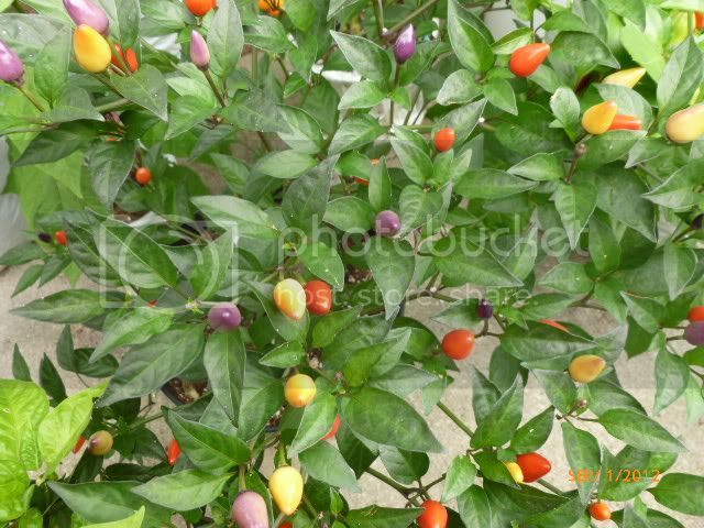 EmberaF-1VladanSmiciklas-RainbowChiliSeedsP1010196.jpg