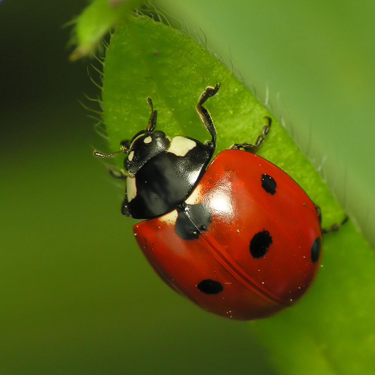 ladybug1.jpg