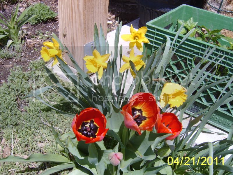 TulipsDaffodils11.jpg