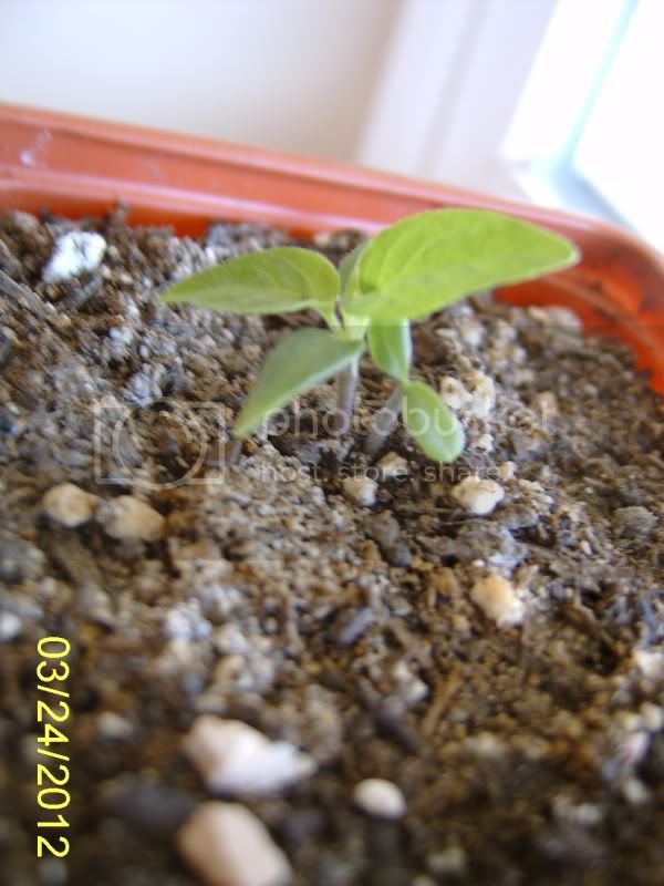 PeachHabanerosprouts3-24-12.jpg