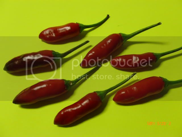 ZokiF-1-VladanSmiciklas-RainbowChiliSeedsP1010229.jpg