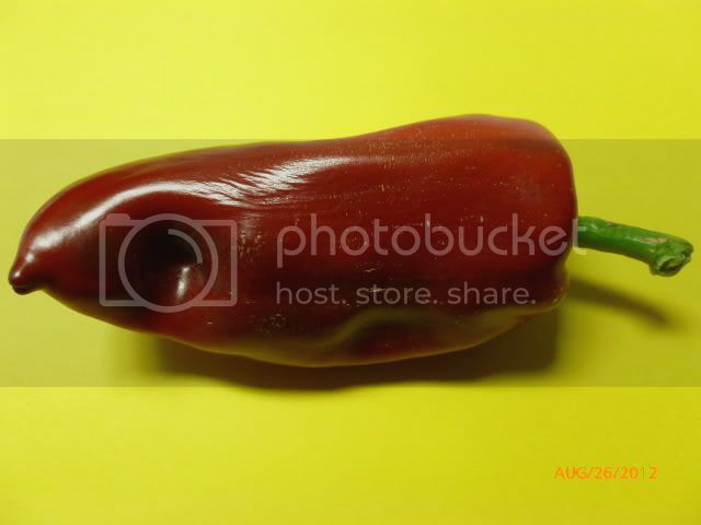 Slonovouvo-VladanSmiciklas-RainbowChiliSeedsP1010116.jpg