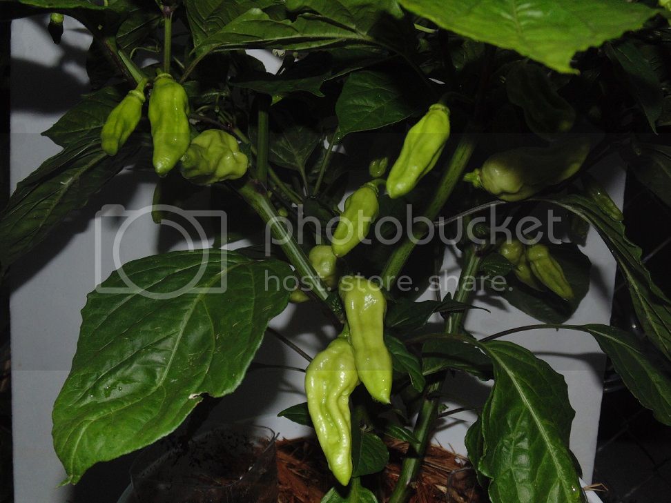 OrangeBhut_zps82bc9b47.jpg