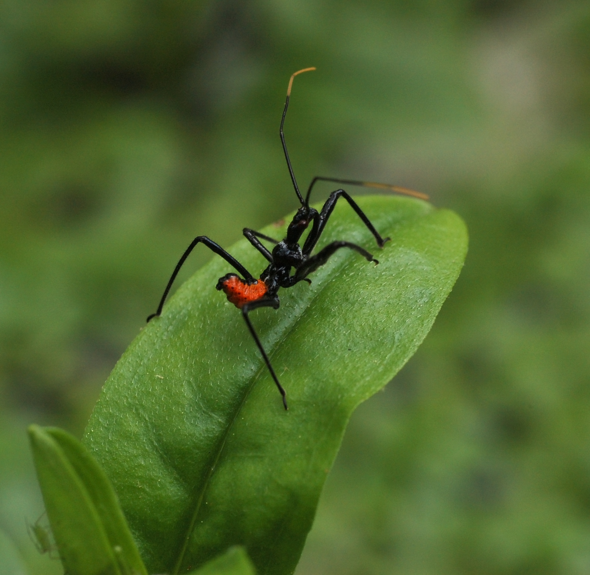 Wheel_Bug_Arilus_cristatus_Nymph_2053px.jpg