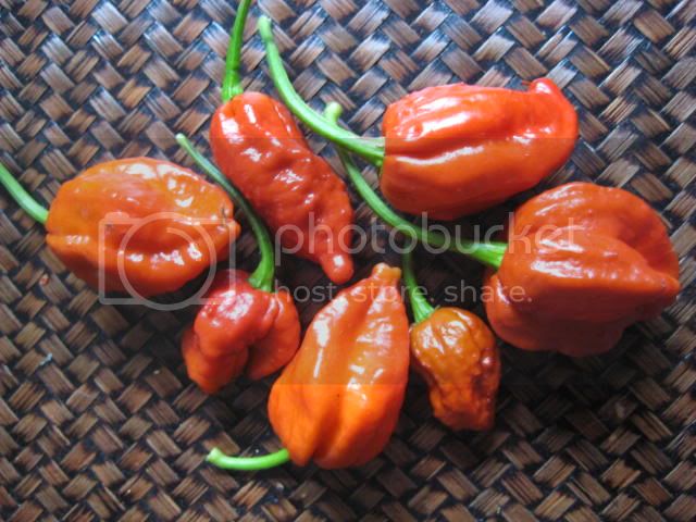 ChocolateBhutJolokiax7PotPodYellow4.jpg