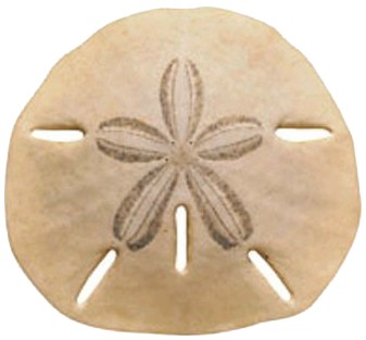 SandDollar.jpg