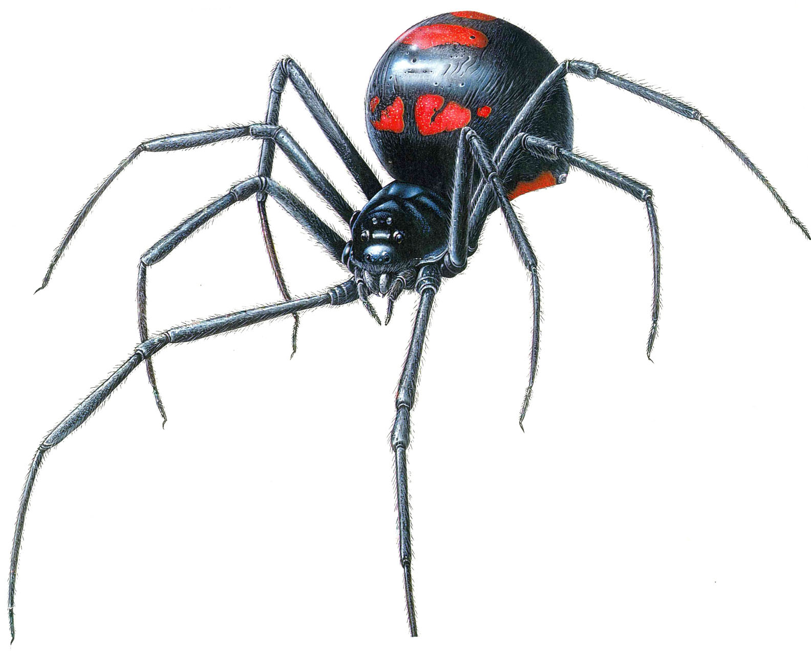 Black_widow_Spider._Monsters_Project.jpg