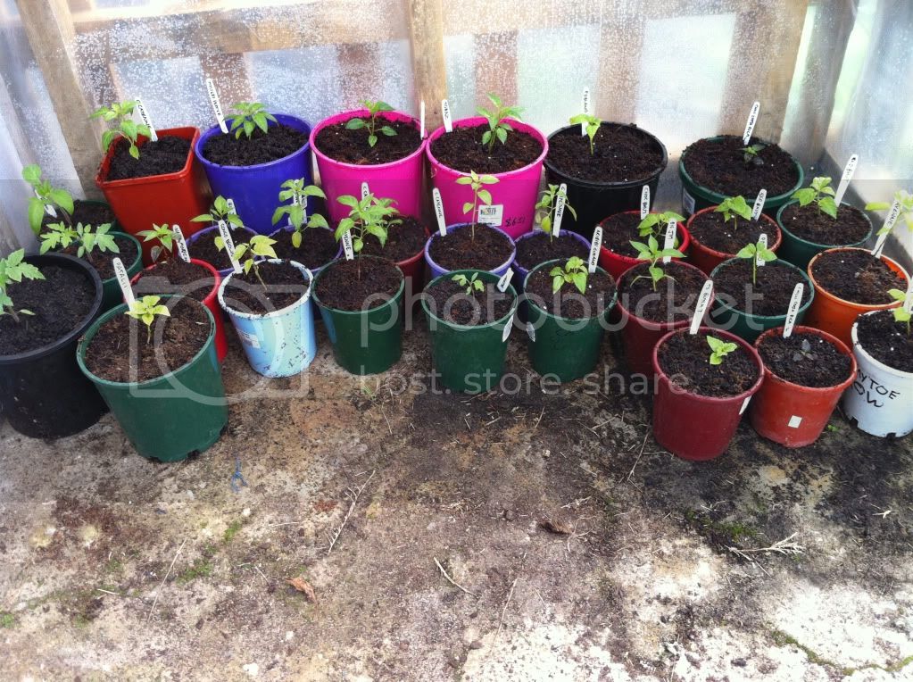 chilliprogress006.jpg