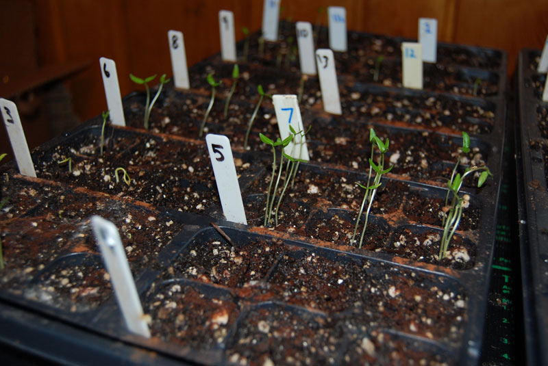 seedlings.jpg