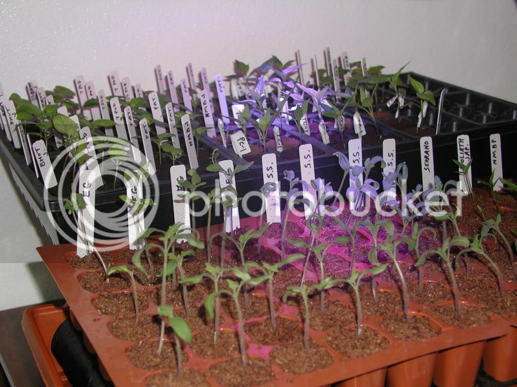 seedlings_LED_31809.jpg