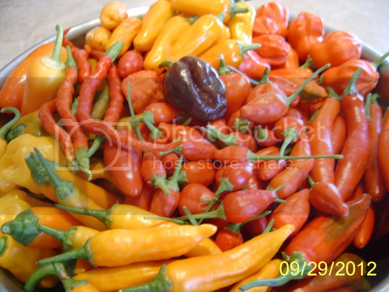 BowlofPeppers9-29-12.jpg