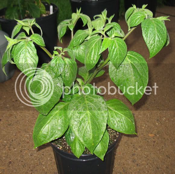 YellowRocoto_052909.jpg