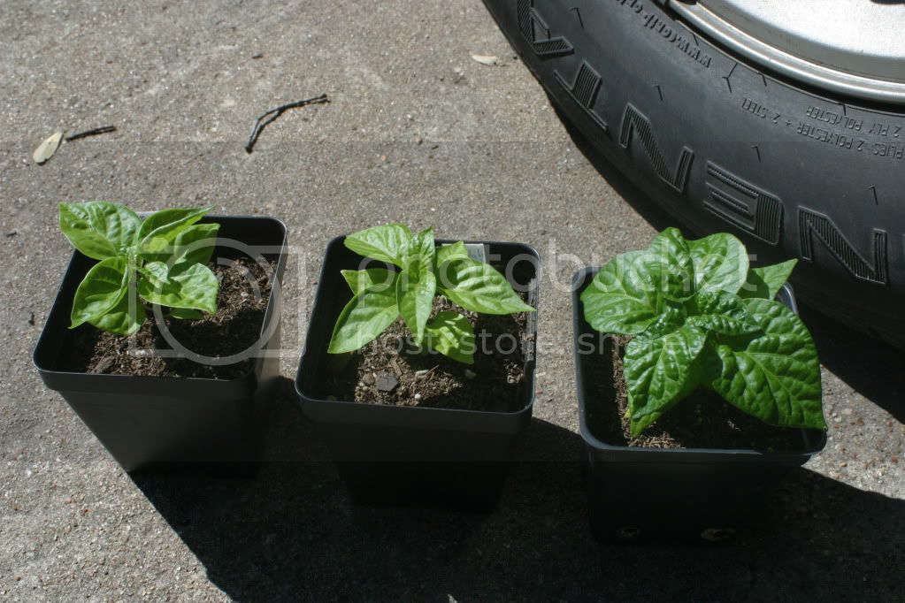 Mar32012peppers008.jpg