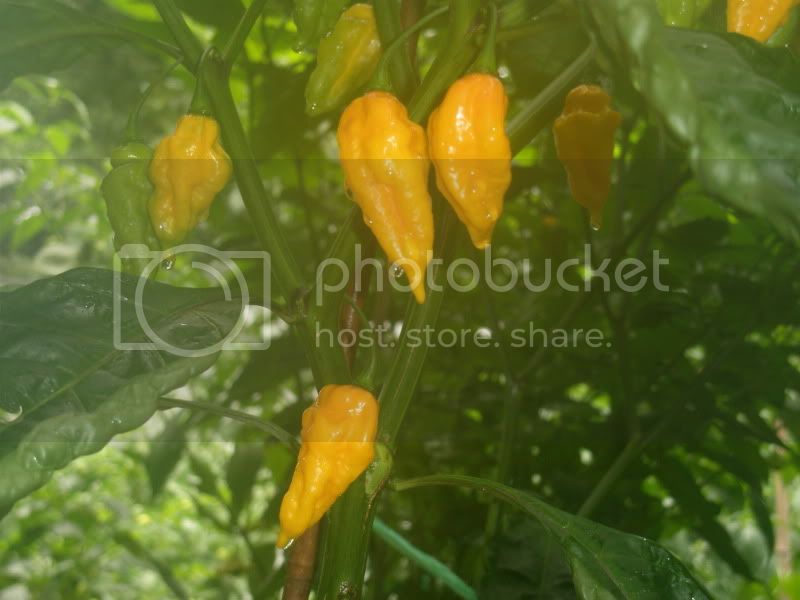 8-20-10Datil.jpg